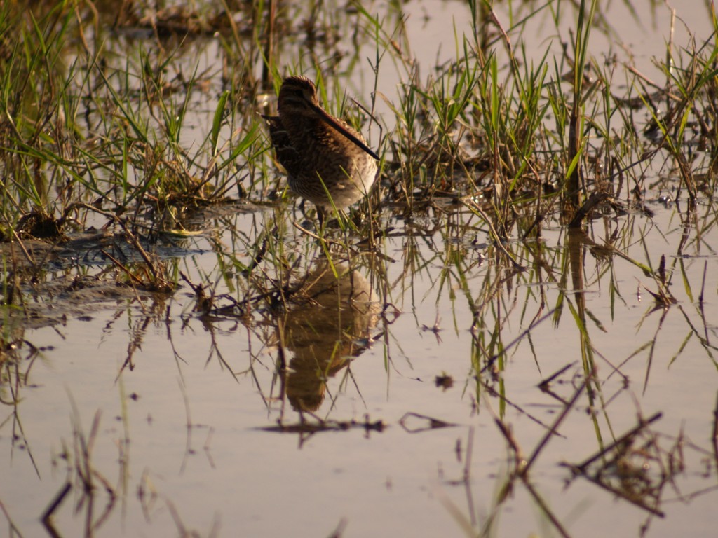 Beccaccino ubriaco, almeno sembra